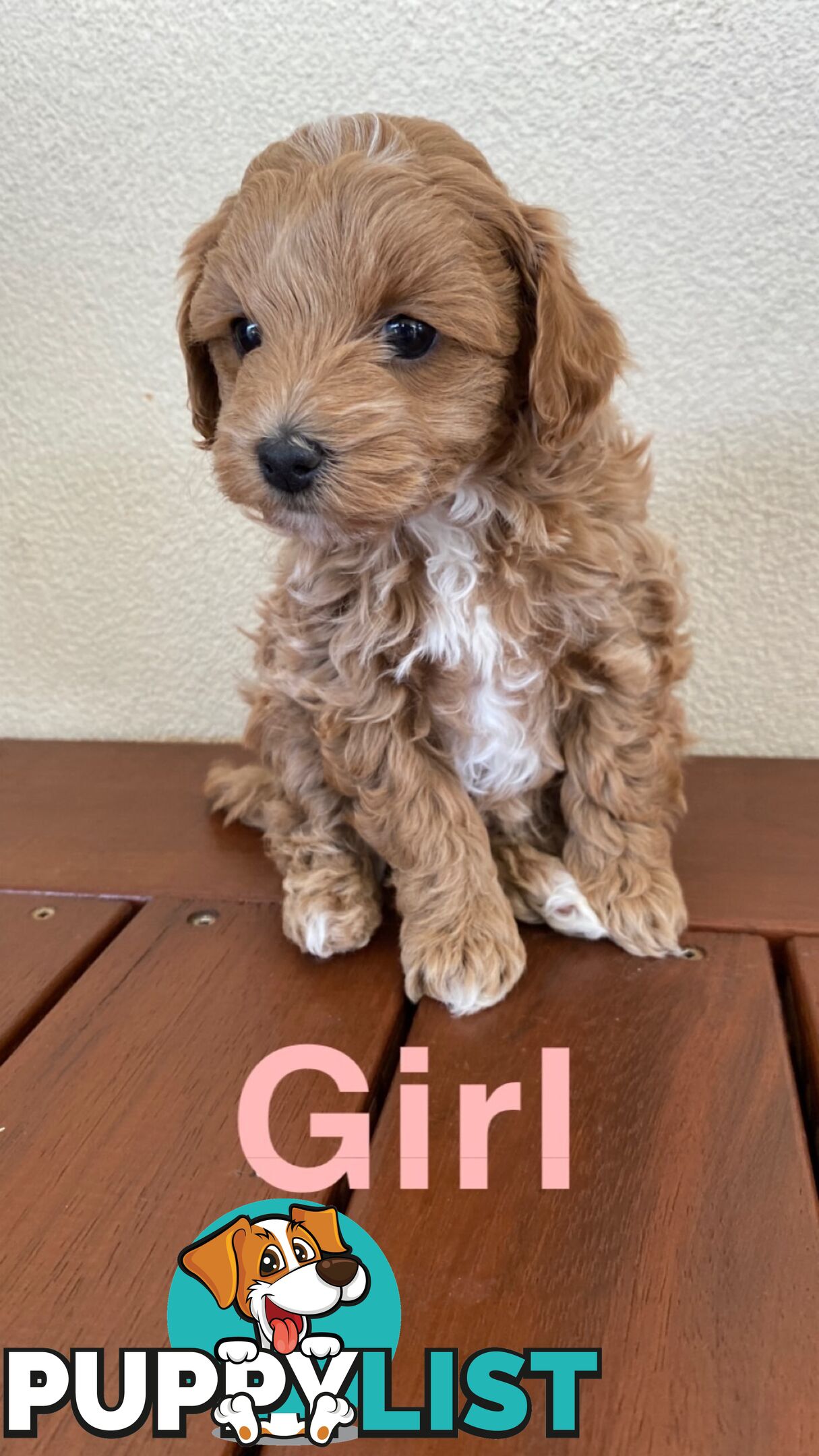 Maltese Shih Tzu x Toy Poodle Puppies for sale