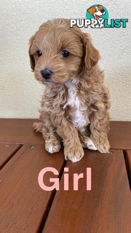 Maltese Shih Tzu x Toy Poodle Puppies for sale