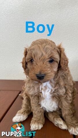 Maltese Shih Tzu x Toy Poodle Puppies for sale