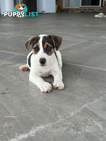 Jack Russell Puppies