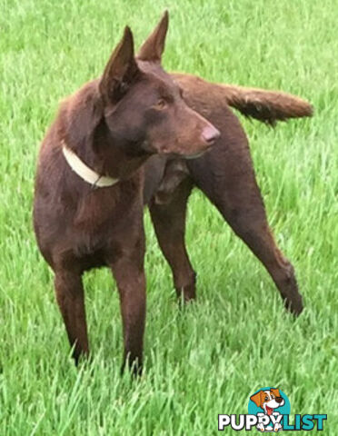 TOP AUSTRALIAN KELPIE PUPS