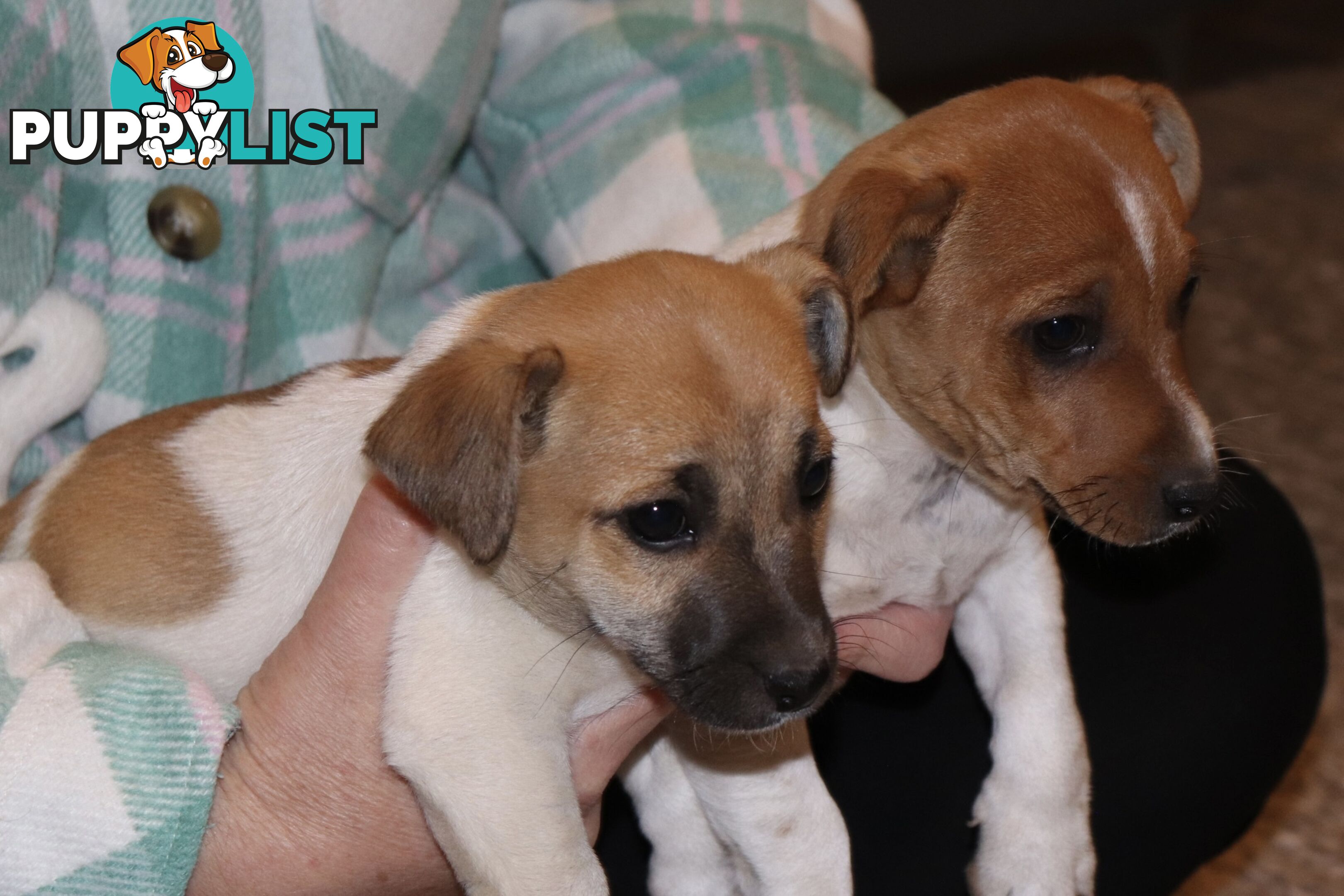 Jack Russell x Mini Fox Terrier puppies