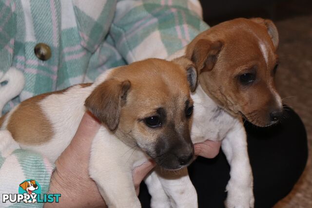Jack Russell x Mini Fox Terrier puppies