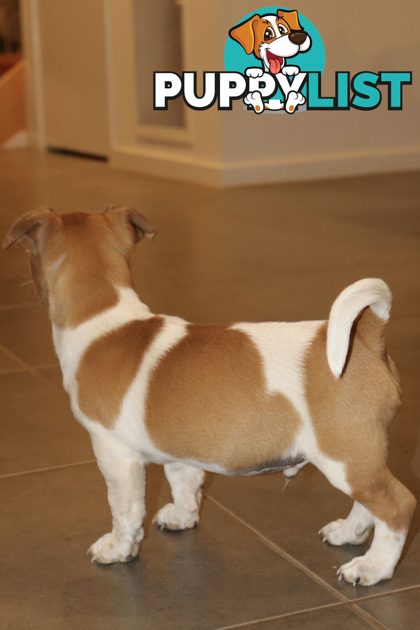 Jack Russell x Mini Fox Terrier puppies