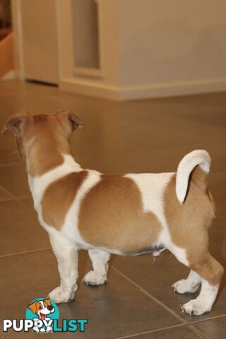 Jack Russell x Mini Fox Terrier puppies