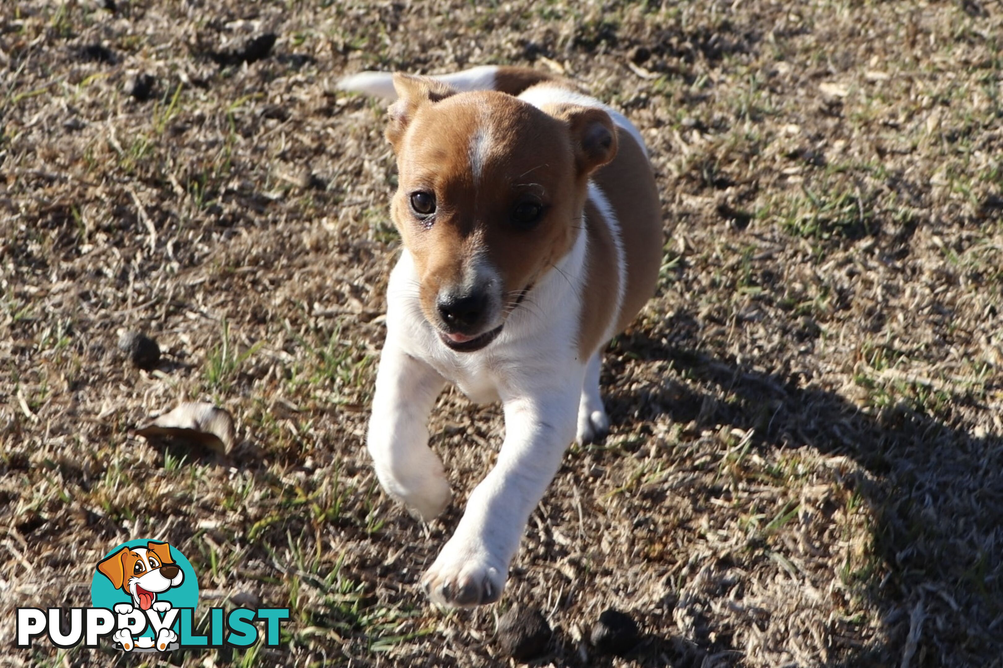 Jack Russell x Mini Fox Terrier puppies