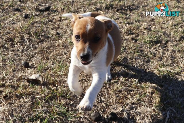 Jack Russell x Mini Fox Terrier puppies