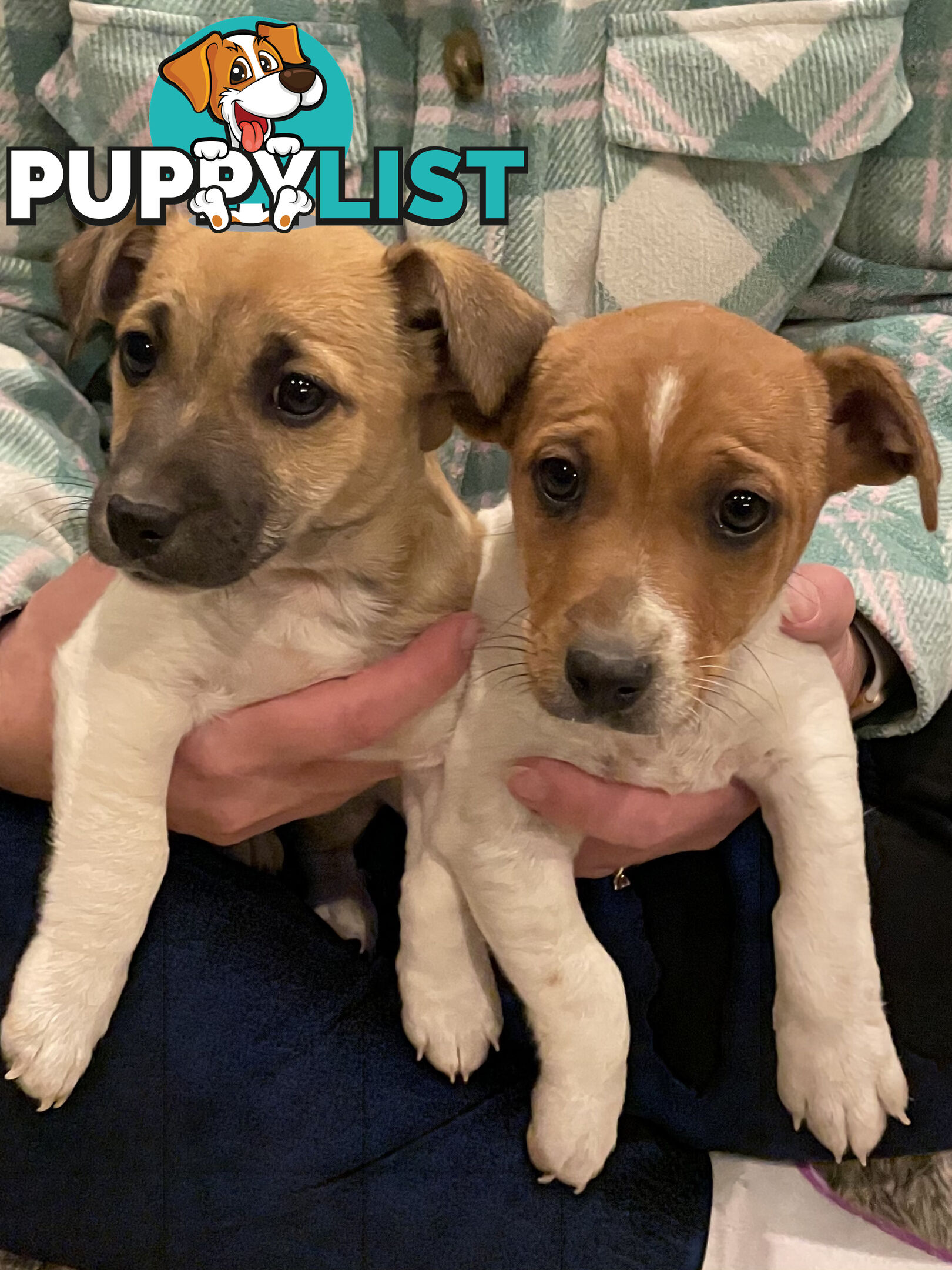 Jack Russell x Mini Fox Terrier puppies