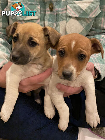 Jack Russell x Mini Fox Terriers