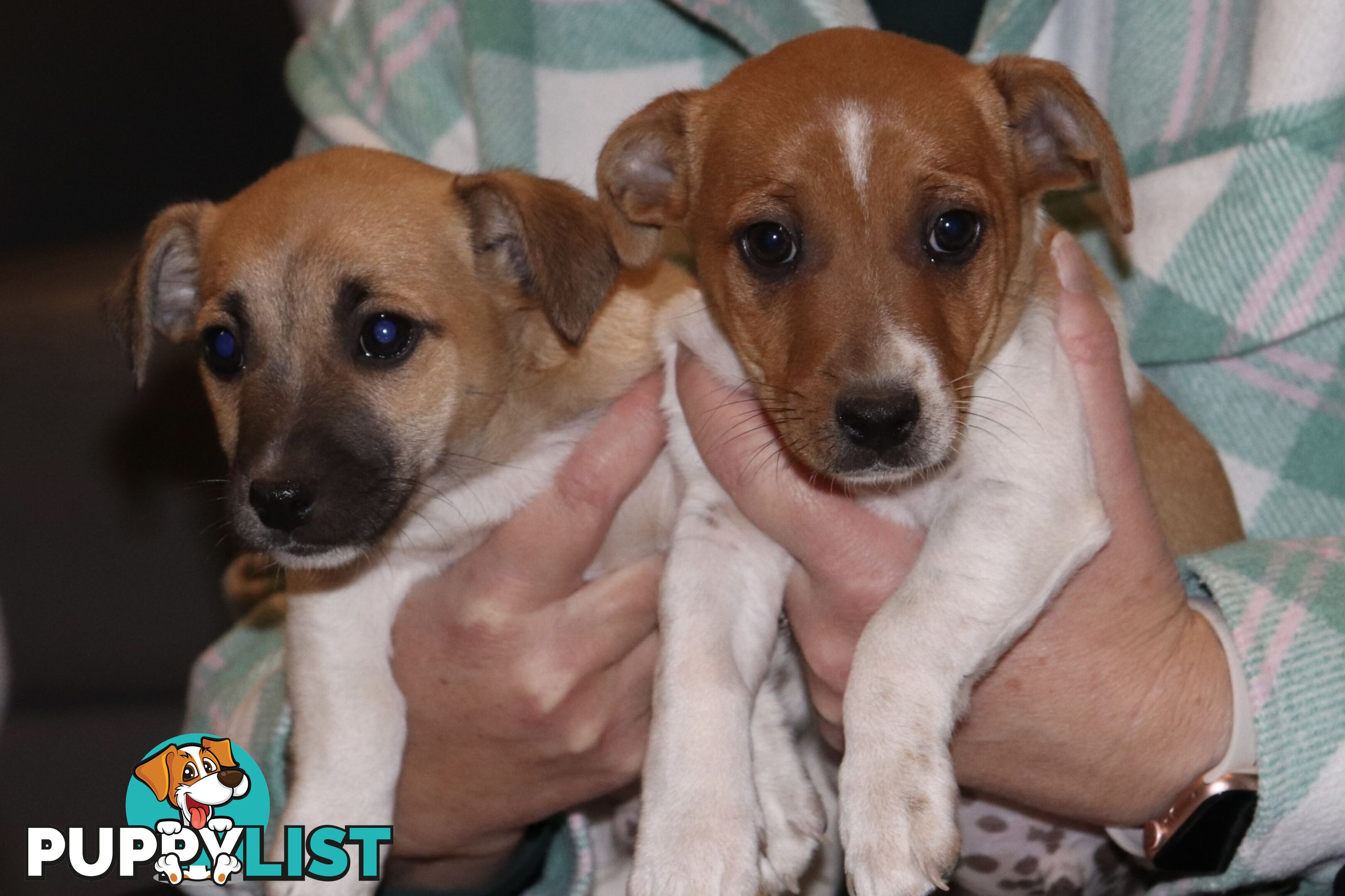 Jack Russell x Mini Fox Terrier puppies