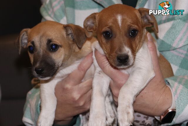 Jack Russell x Mini Fox Terrier puppies