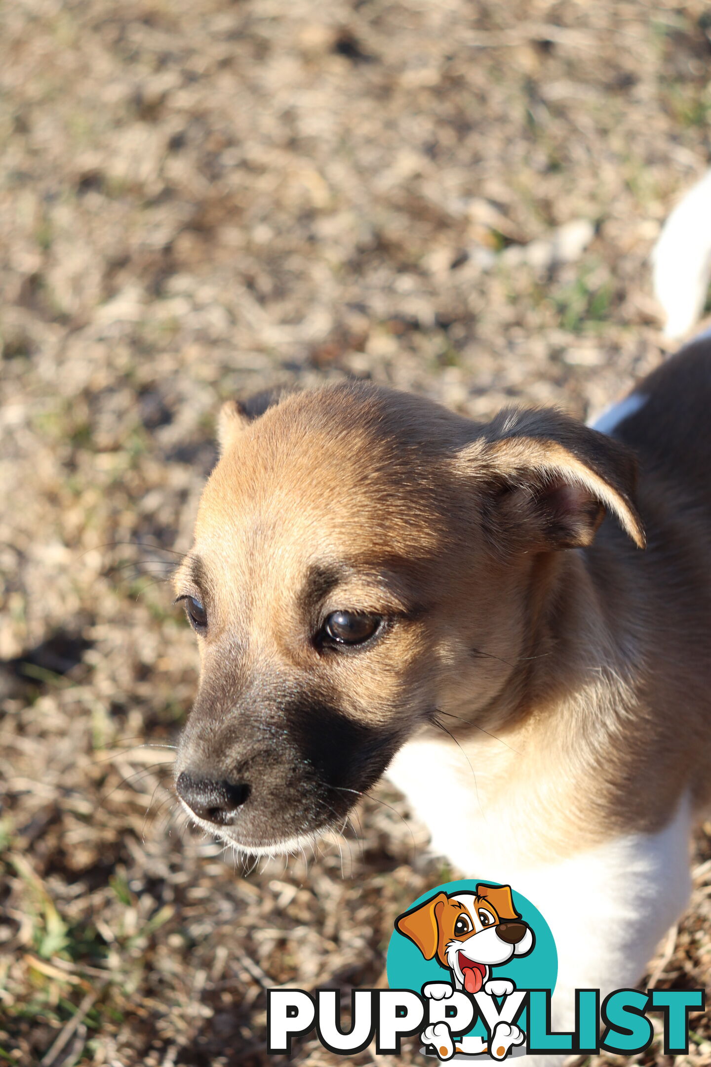 Jack Russell x Mini Fox Terrier puppies