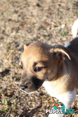 Jack Russell x Mini Fox Terrier puppies