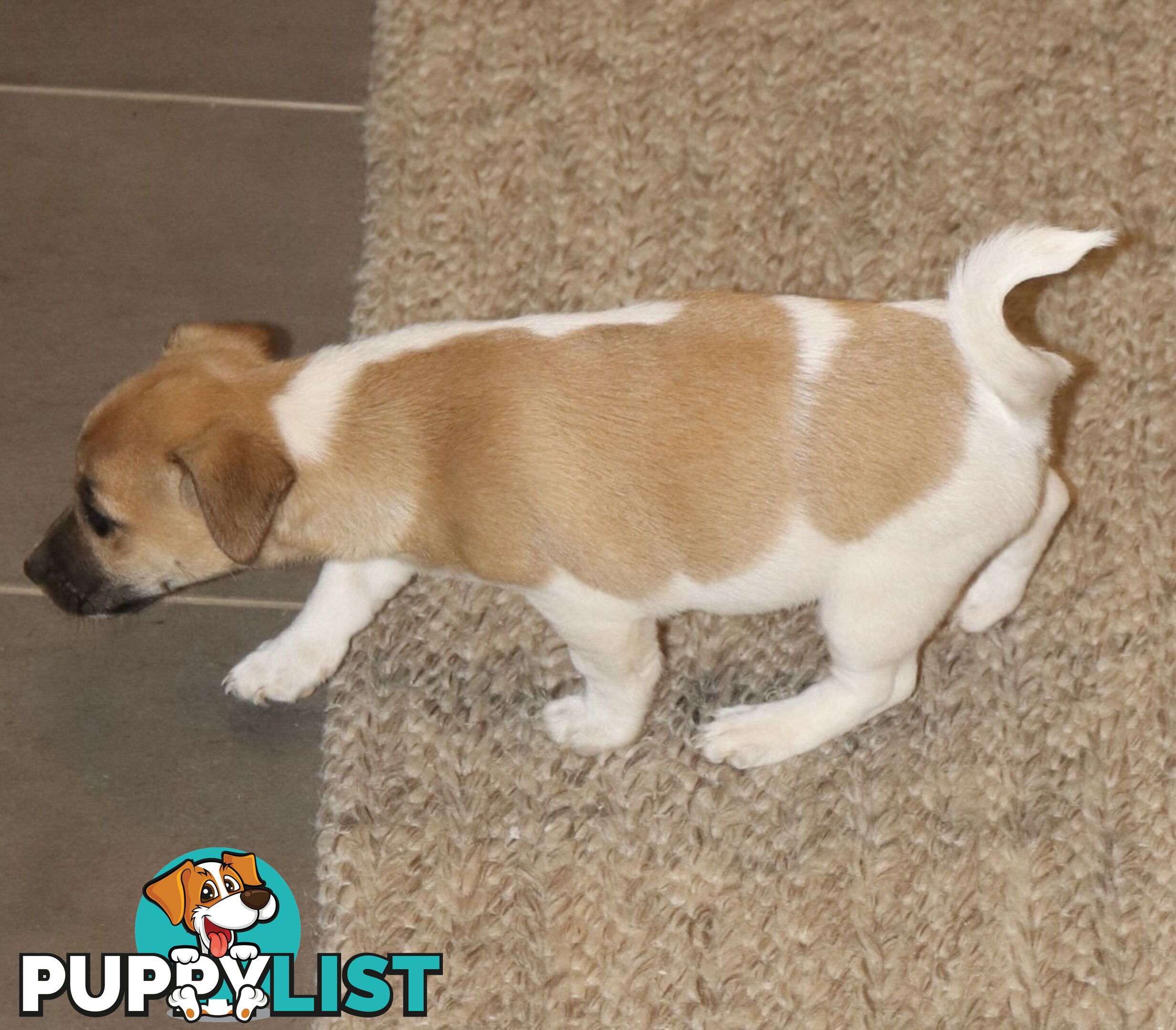 Jack Russell x Mini Fox Terrier puppies