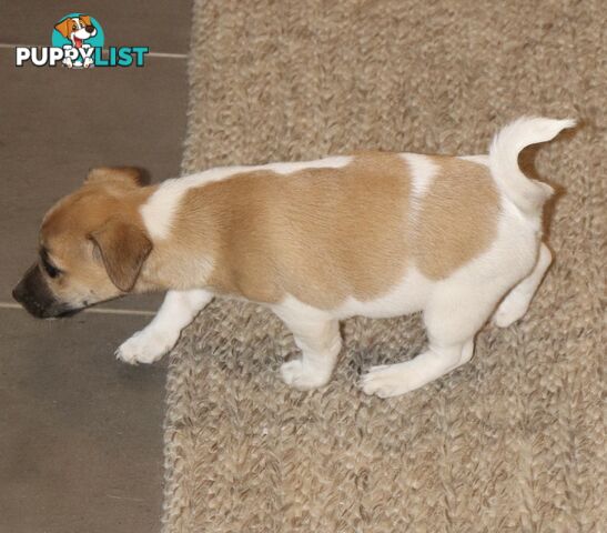 Jack Russell x Mini Fox Terrier puppies