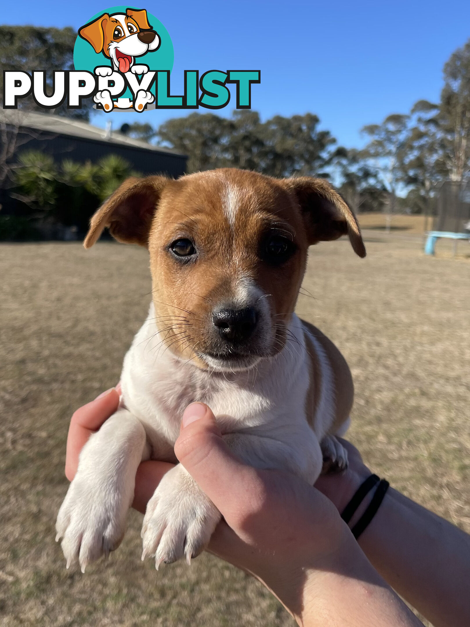 Jack Russell x Mini Fox Terrier puppies
