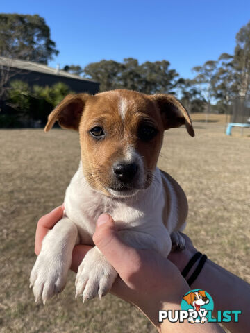 Jack Russell x Mini Fox Terrier puppies