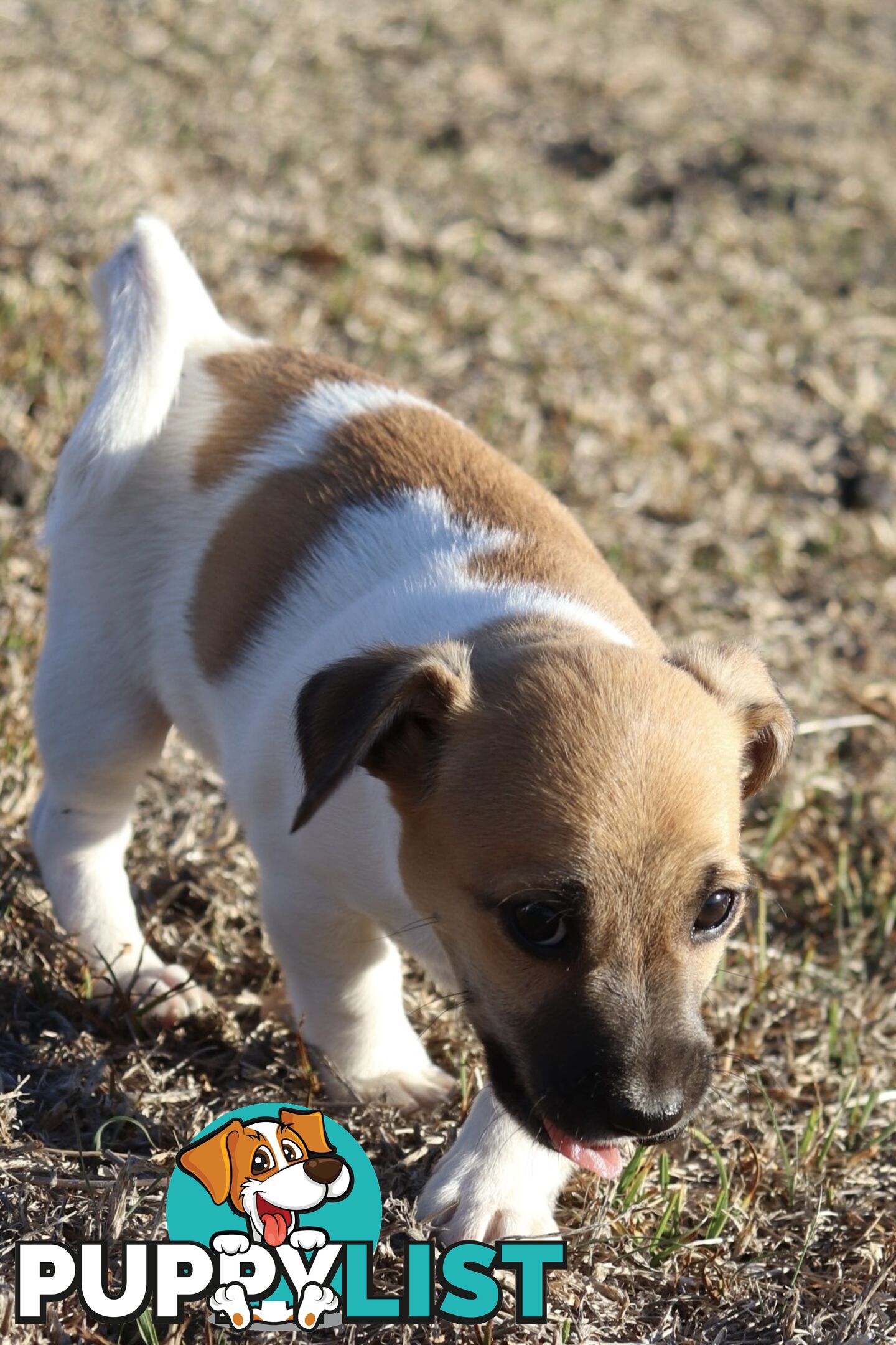 Jack Russell x Mini Fox Terrier puppies