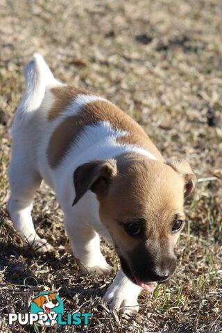 Jack Russell x Mini Fox Terrier puppies