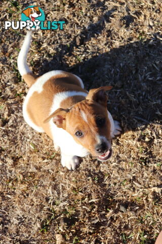 Jack Russell x Mini Fox Terrier puppies