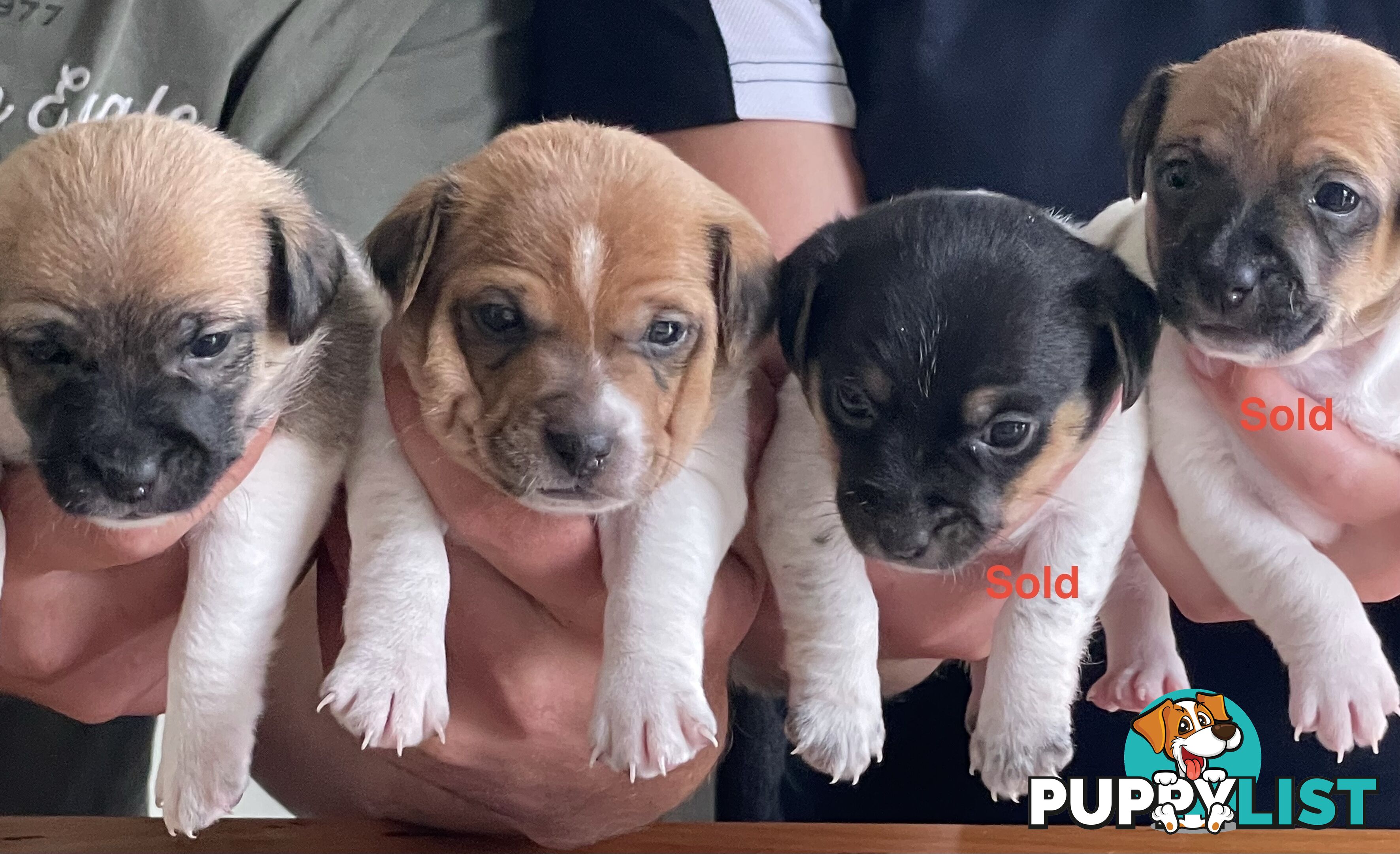 Jack Russell x Mini Fox Terrier puppies