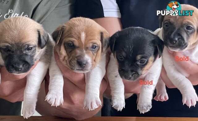 Jack Russell x Mini Fox Terrier puppies