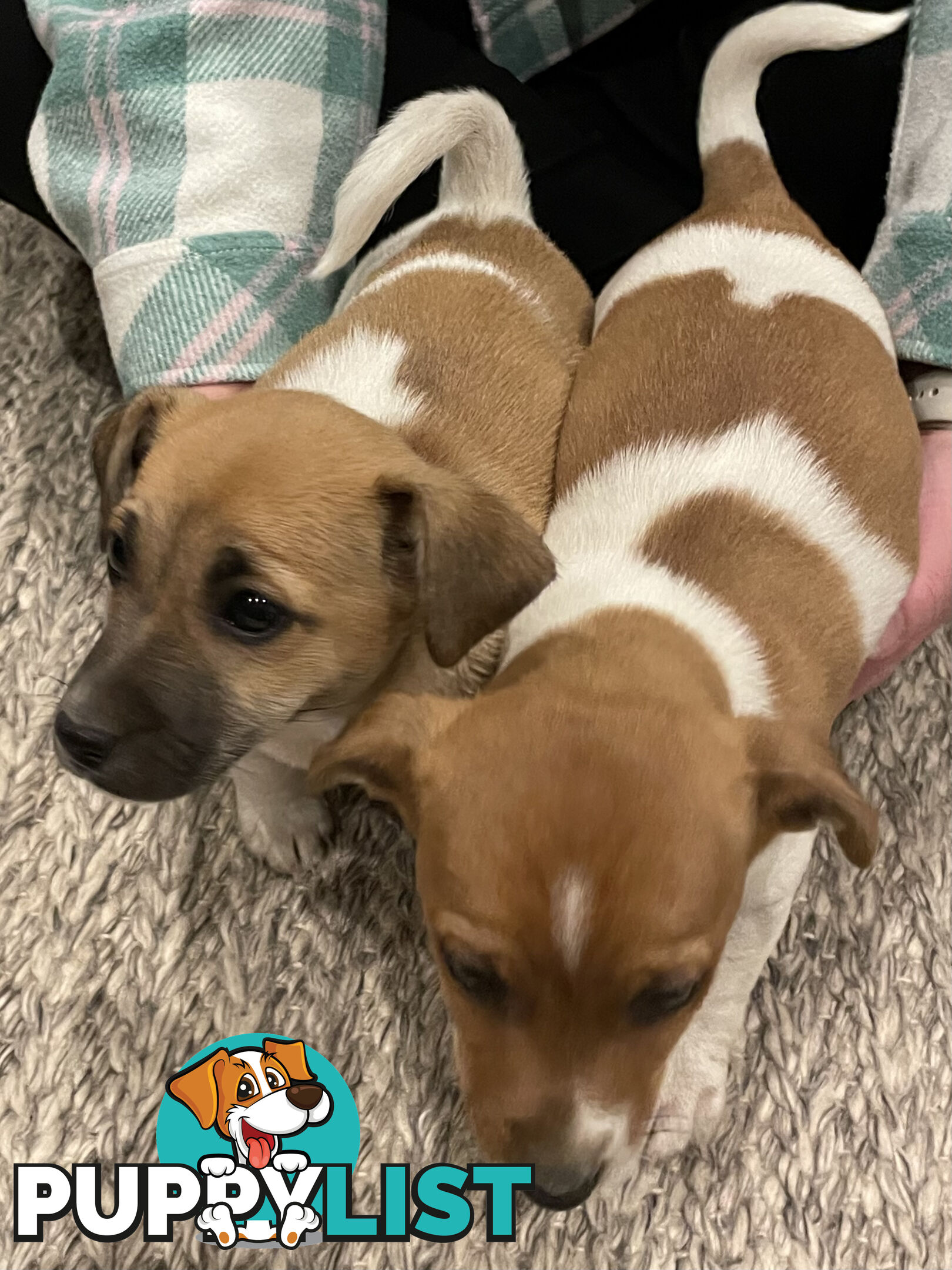 Jack Russell x Mini Fox Terrier puppies