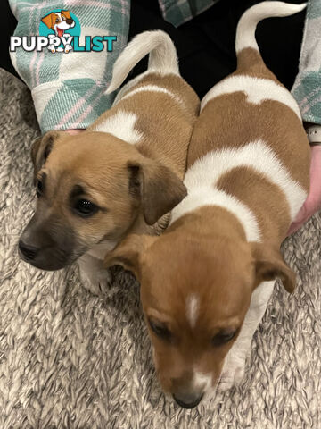Jack Russell x Mini Fox Terrier puppies