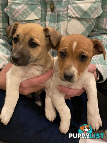 Jack Russell x Mini Fox Terrier puppies