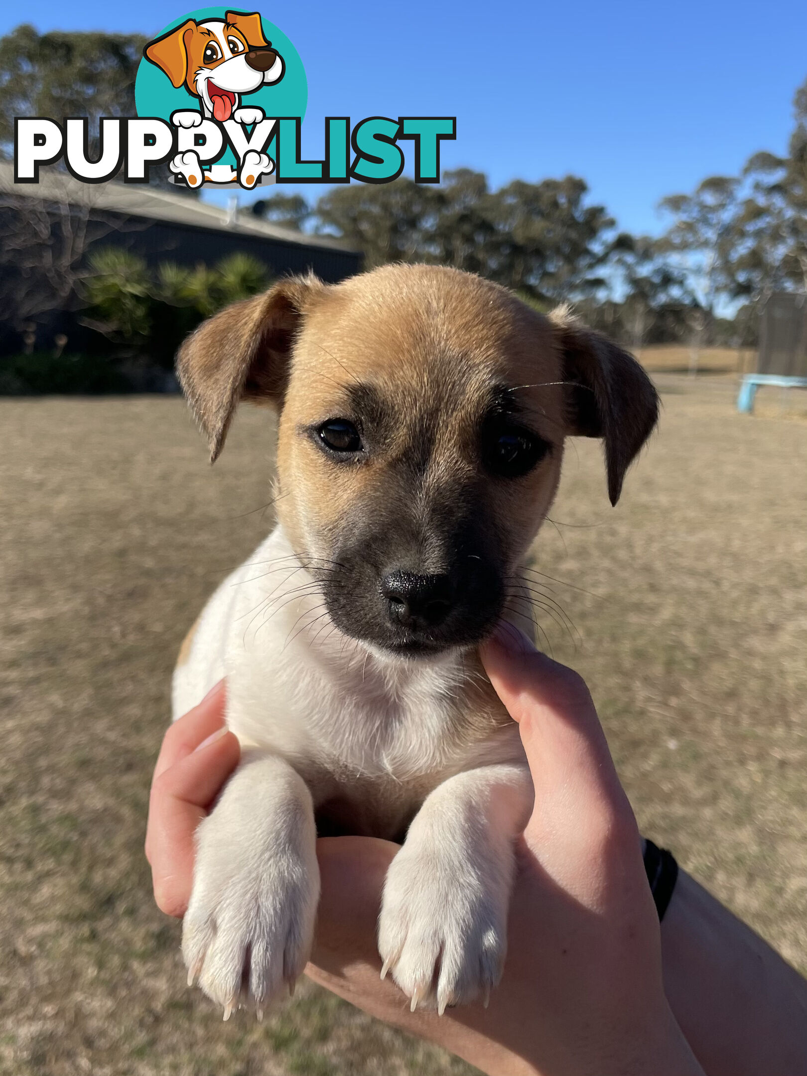 Jack Russell x Mini Fox Terrier puppies