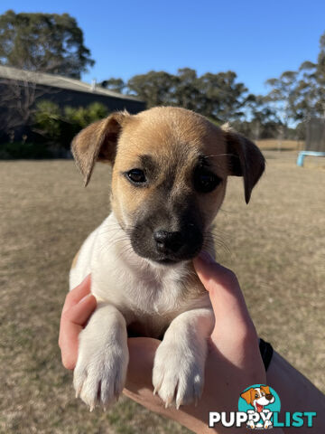 Jack Russell x Mini Fox Terrier puppies