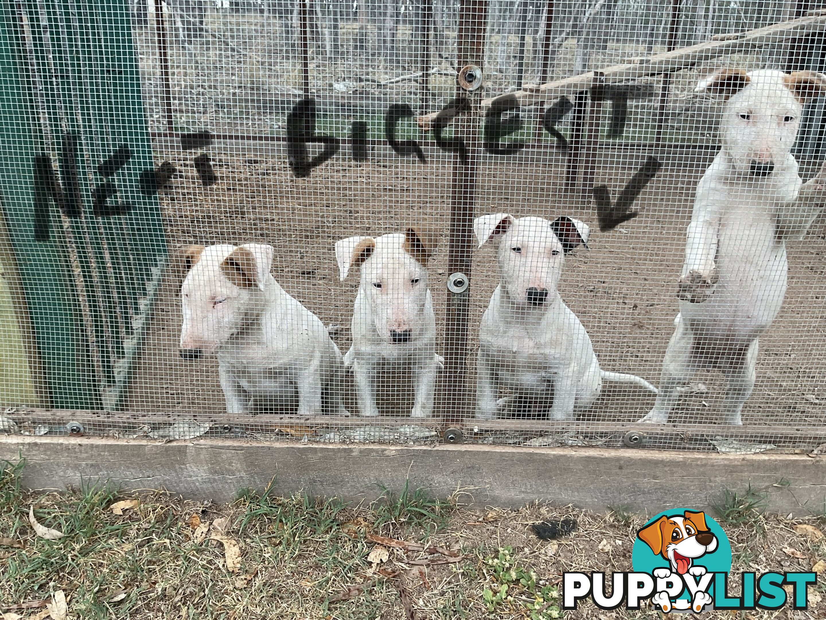 Bull terrier pups for sale