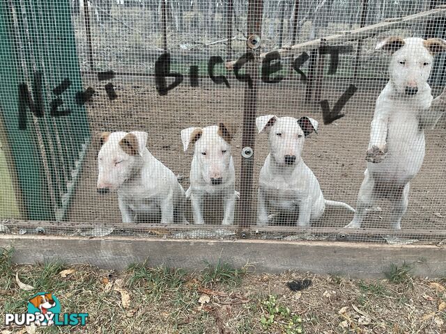 Bull terrier pups for sale