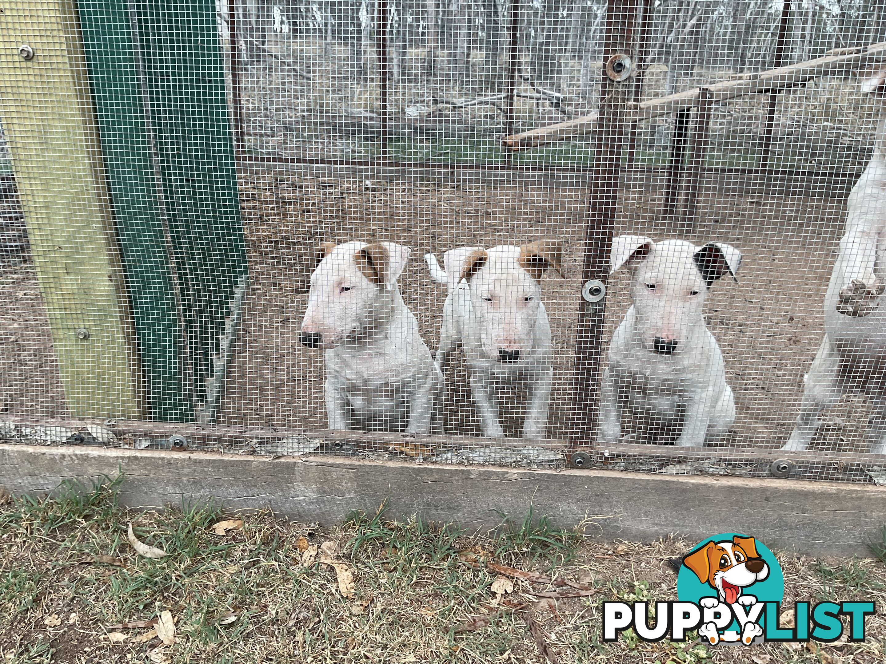 Bull terrier pups for sale