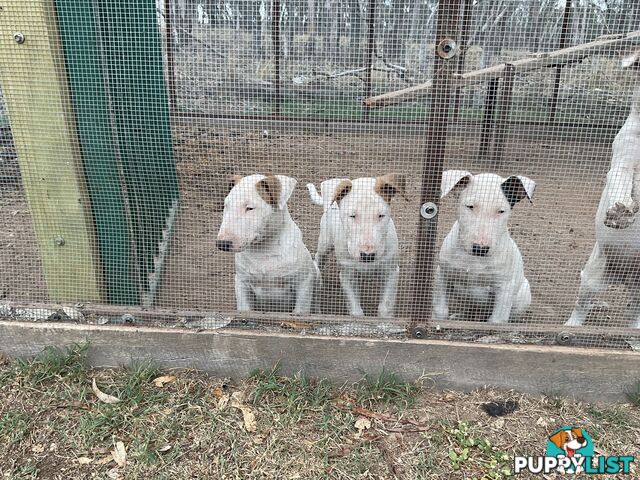 Bull terrier pups for sale