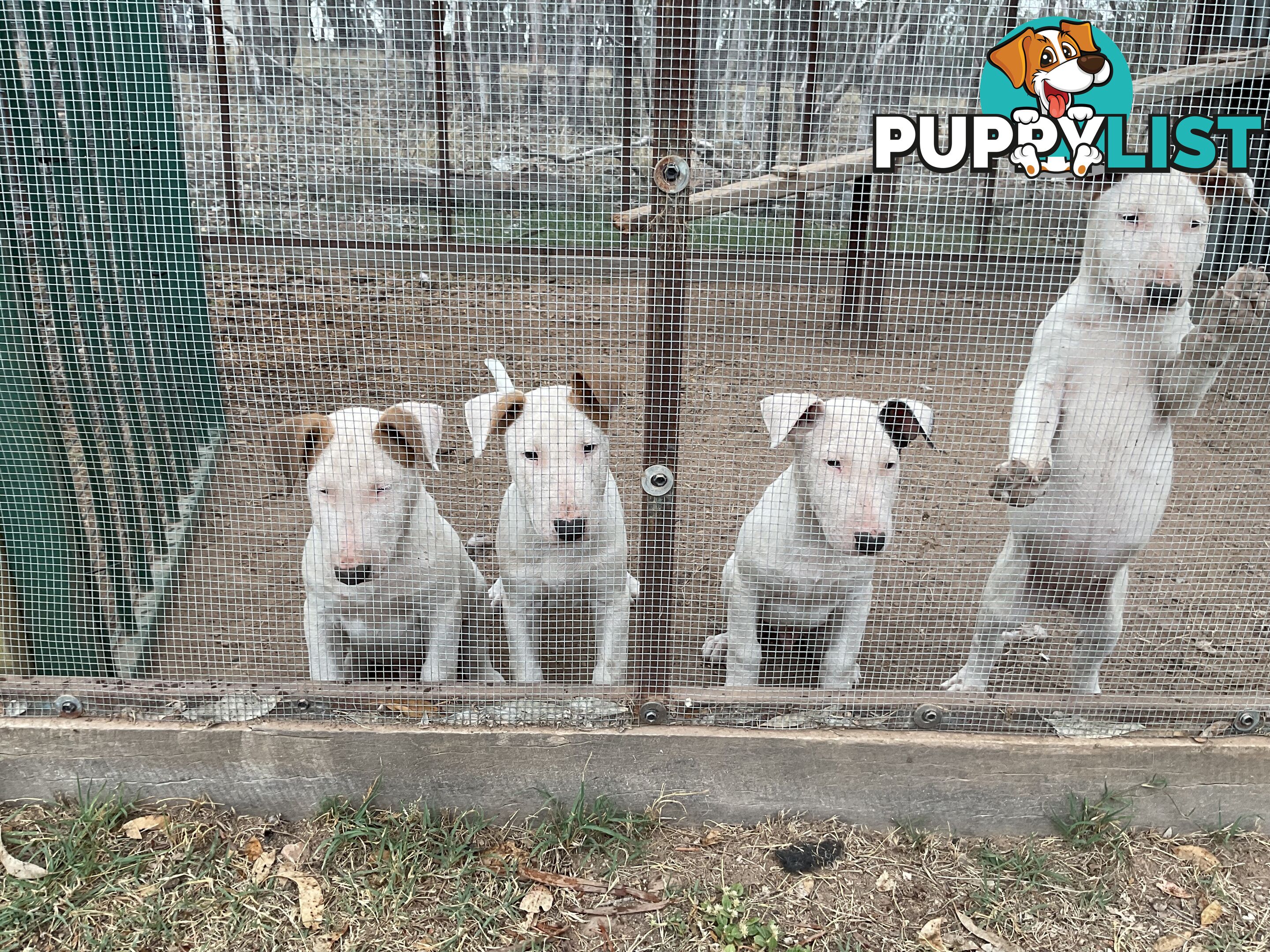 Bull terrier pups for sale