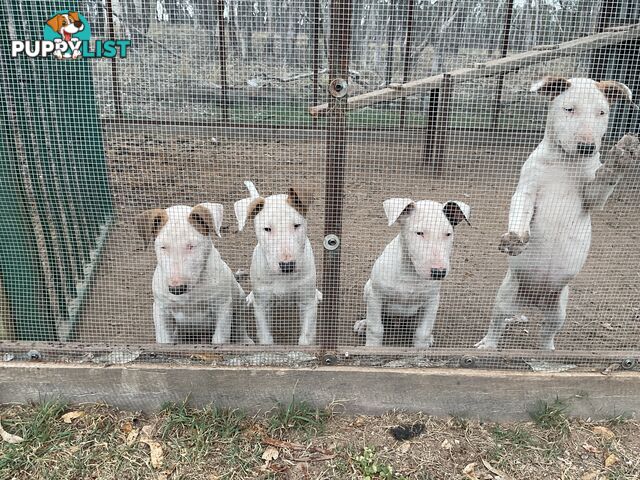 Bull terrier pups for sale