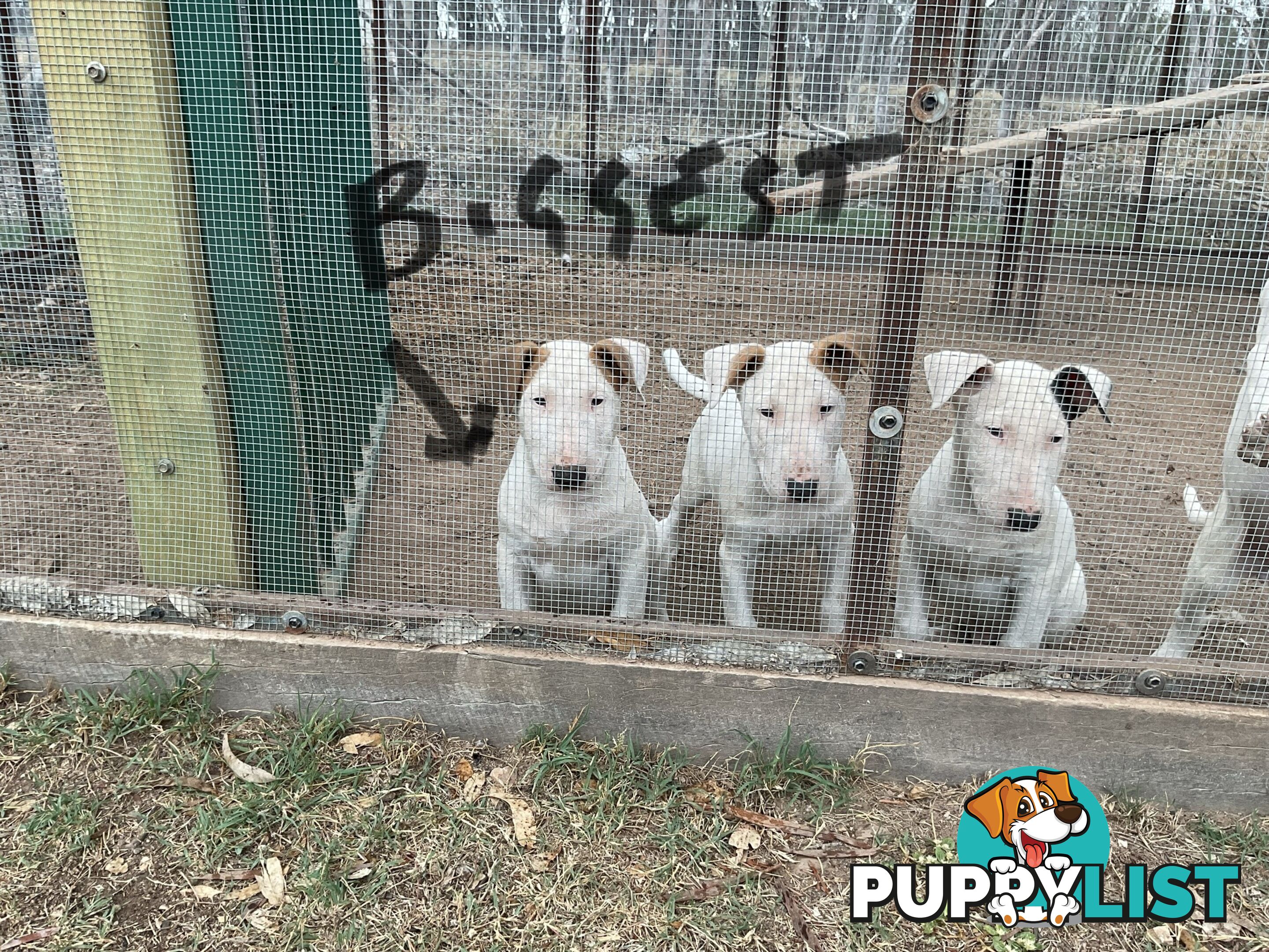 Bull terrier pups for sale