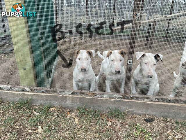 Bull terrier pups for sale