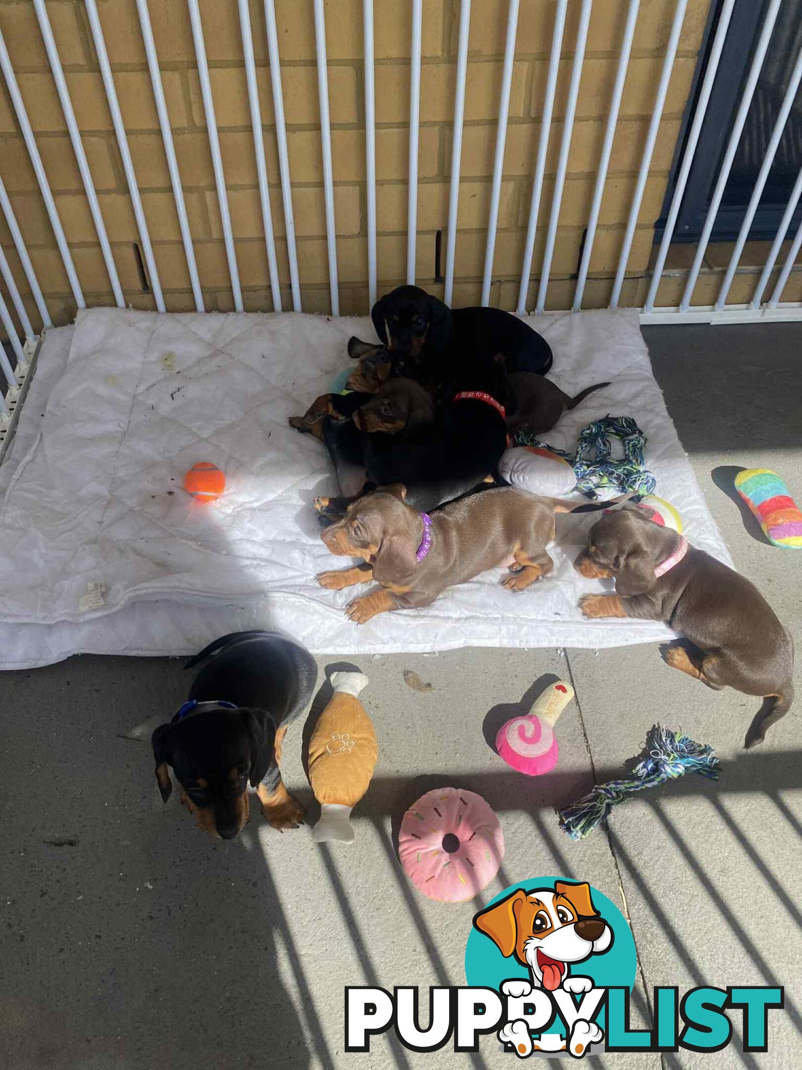 Miniature Dachshund Pupies
