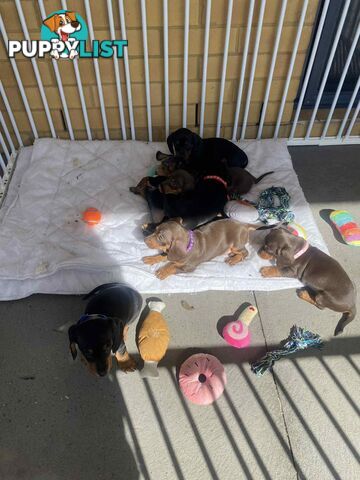 Miniature Dachshund Pupies