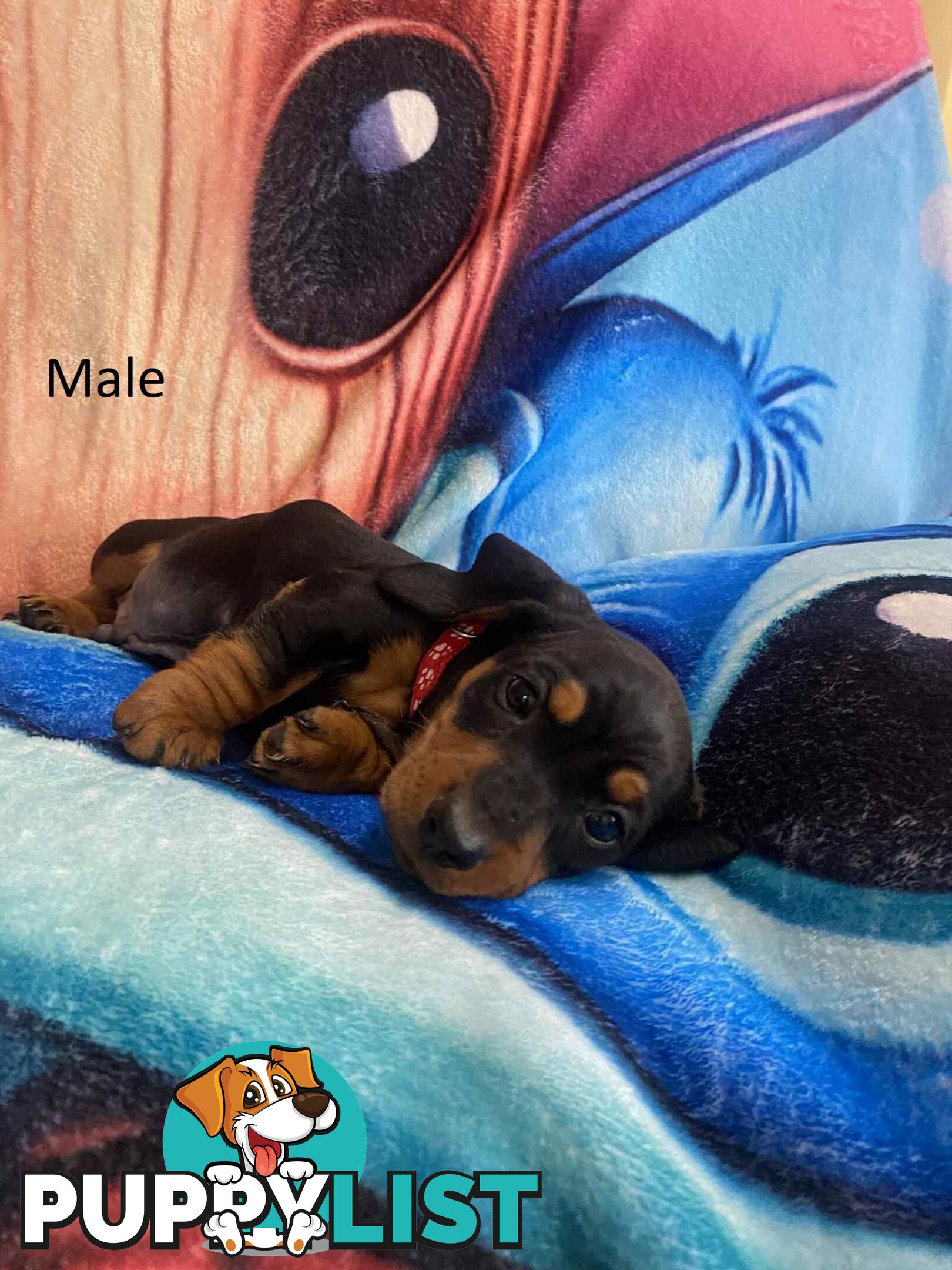 Miniature Dachshund Pupies