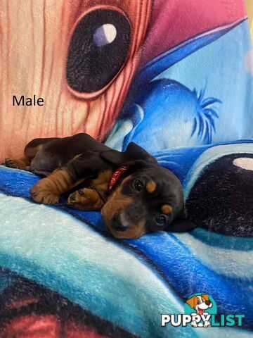 Miniature Dachshund Pupies