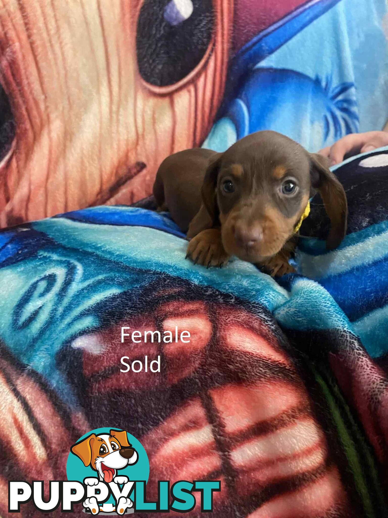 Miniature Dachshund Pupies