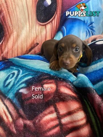 Miniature Dachshund Pupies