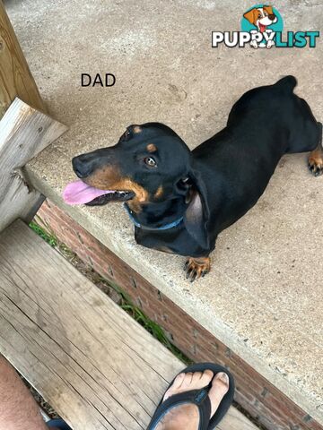 Miniature Dachshund Pupies