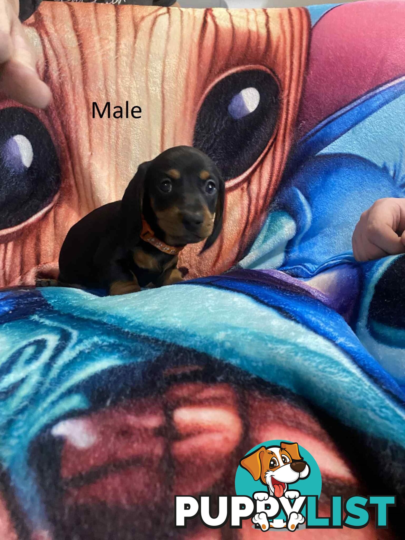 Miniature Dachshund Pupies