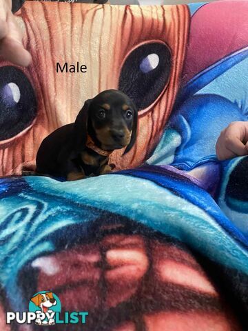 Miniature Dachshund Pupies