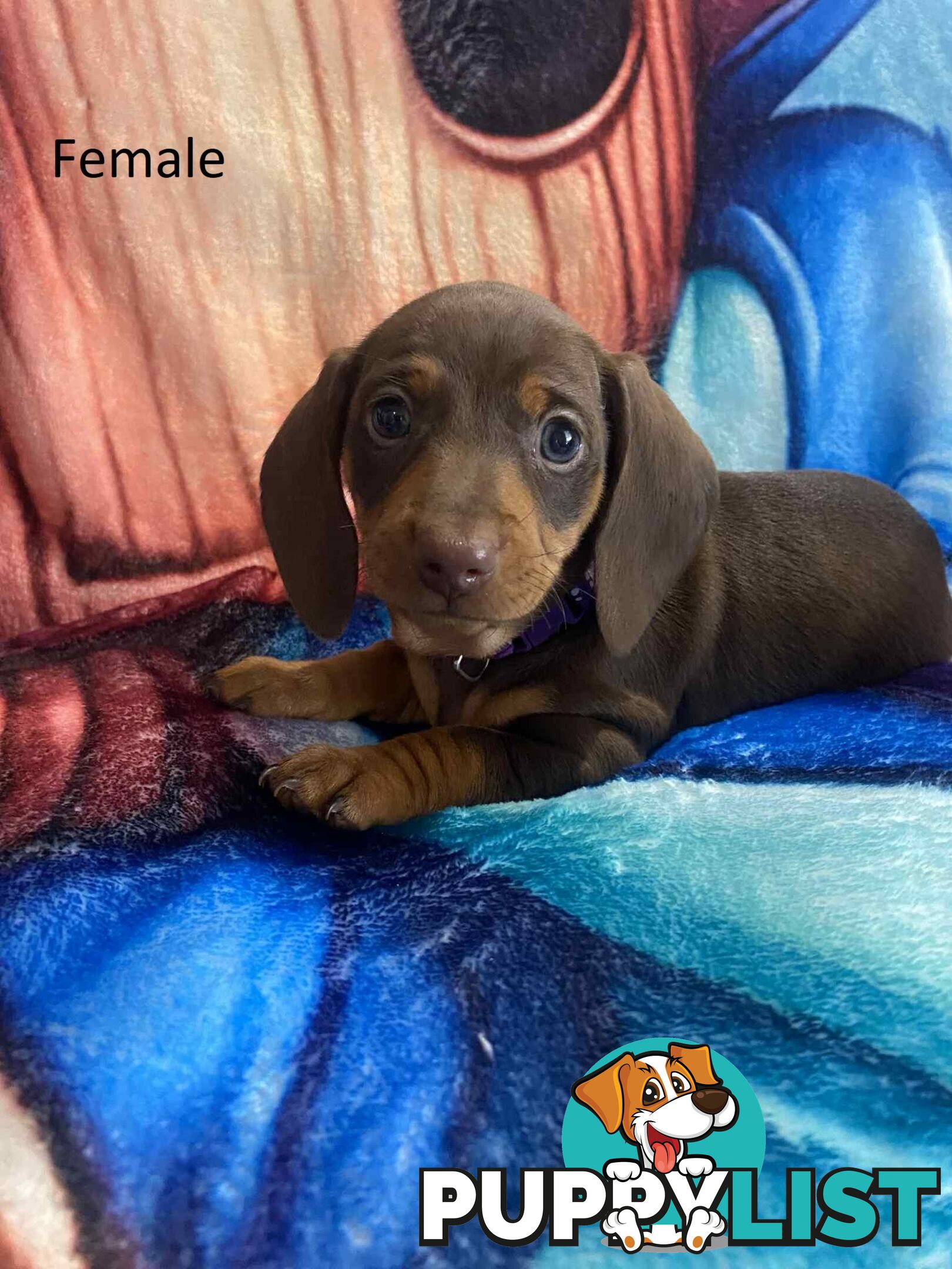 Miniature Dachshund Pupies