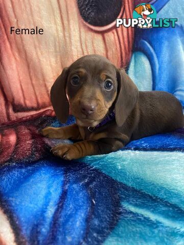 Miniature Dachshund Pupies